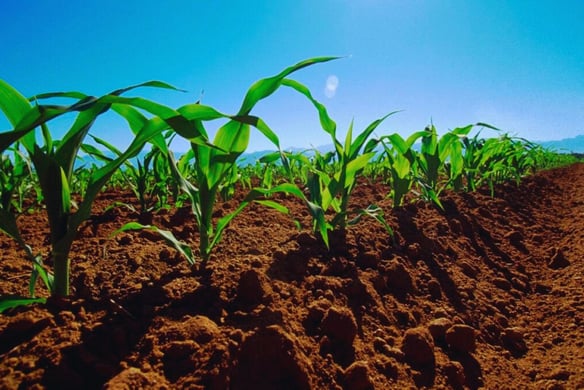 Perfil hídrico con el cultivo en marcha: qué mirar ahora