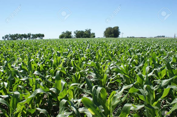 La implantación como punto de partida, la primera señal del rendimiento posible