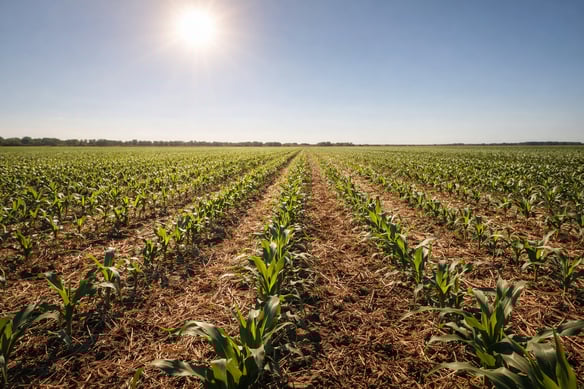 Olas de calor: cómo preparar el sistema productivo antes del estrés
