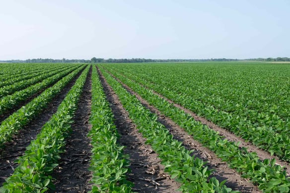 Acompañar la campaña nos permite interpretar a tiempo