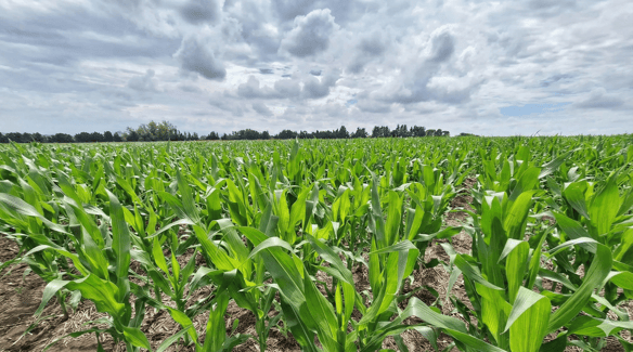 Después de la lluvia, la pregunta clave sigue siendo el perfil