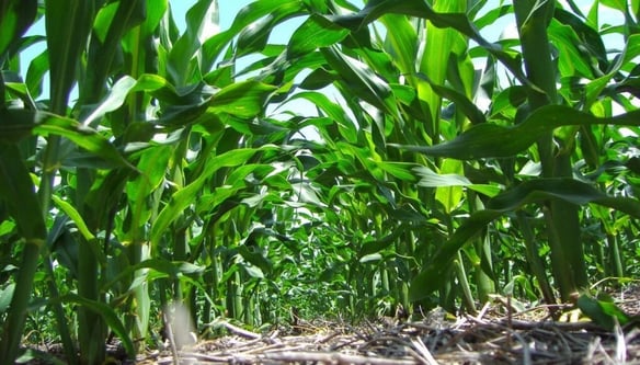 Renovado optimismo para la campaña 2025/26: un escenario que vuelve a abrir expectativas